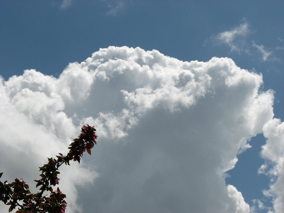 Flowers sky 
