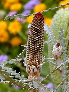 Buds flowers greenery