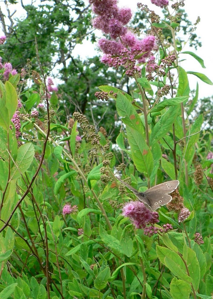 Butterfly flowers 