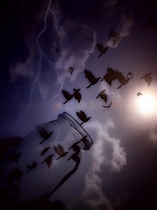 Leave blank flying sky