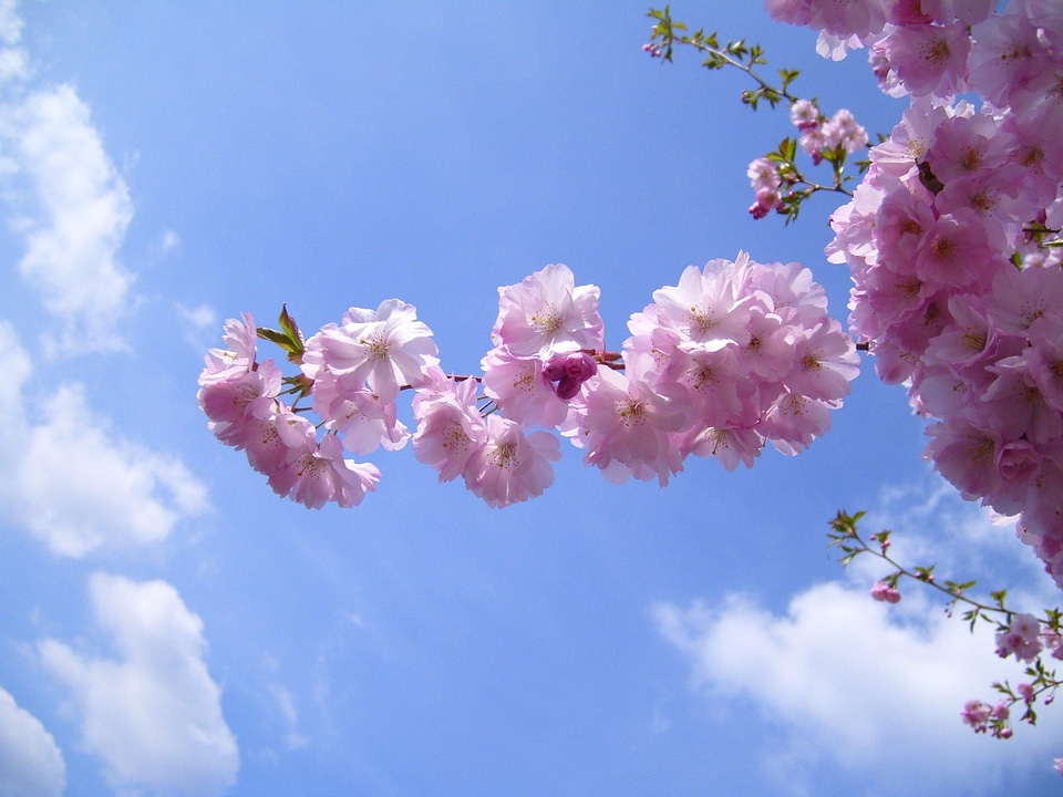 Blossoming cerise flowering cherry