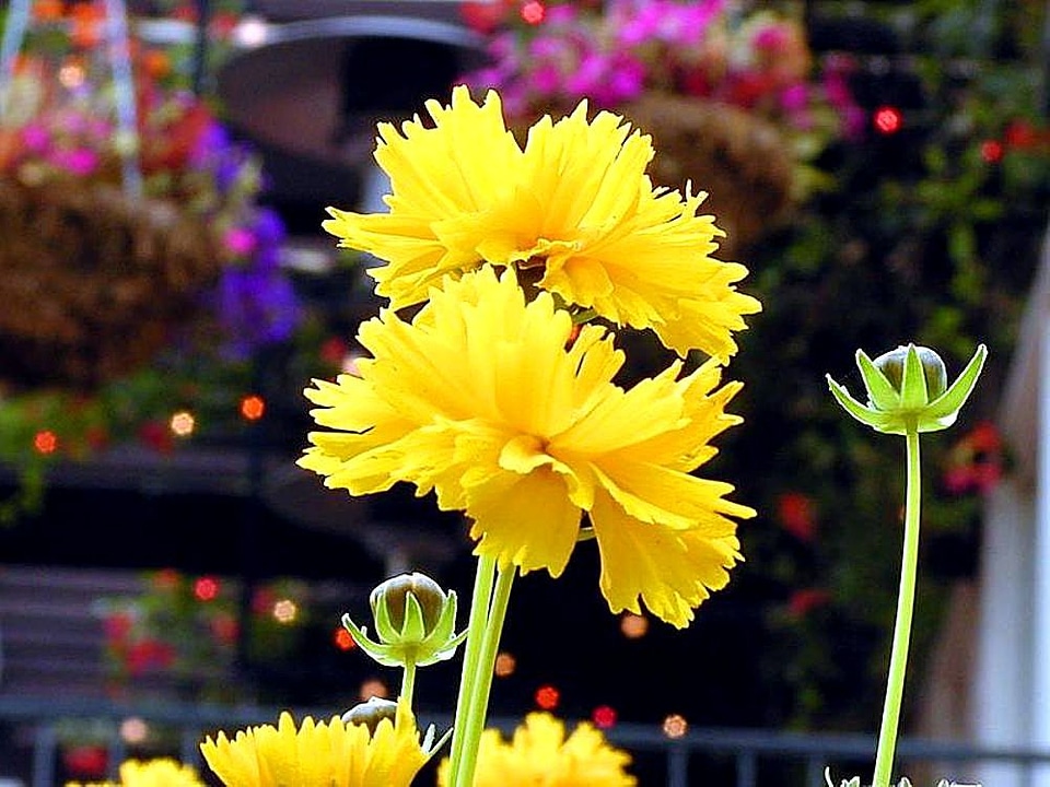 Buds flowers 