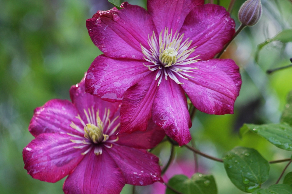 Blossoming flowers 