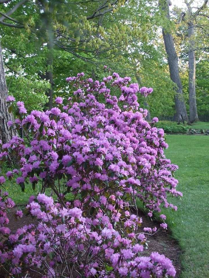 Blossoming flowers park