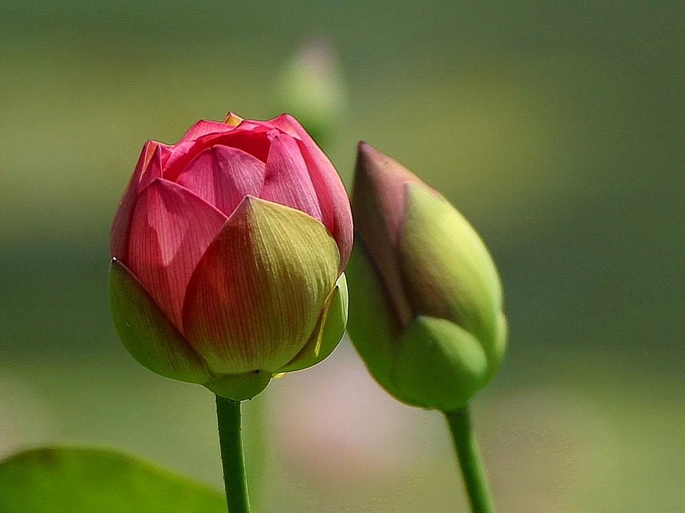 Bud buds flowers