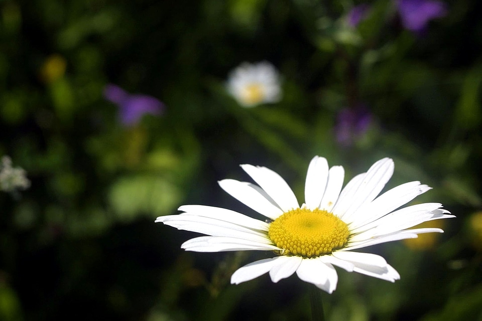 Bloom petals 