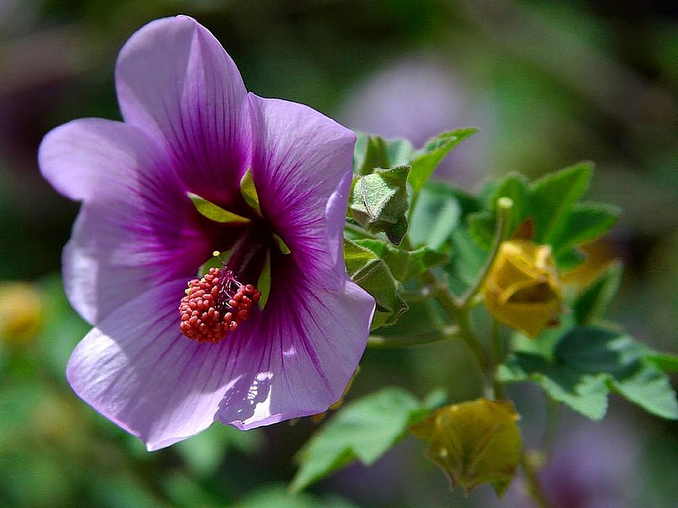 Beautiful bloom viola