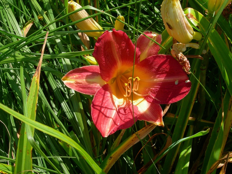 Bloom dark dark red