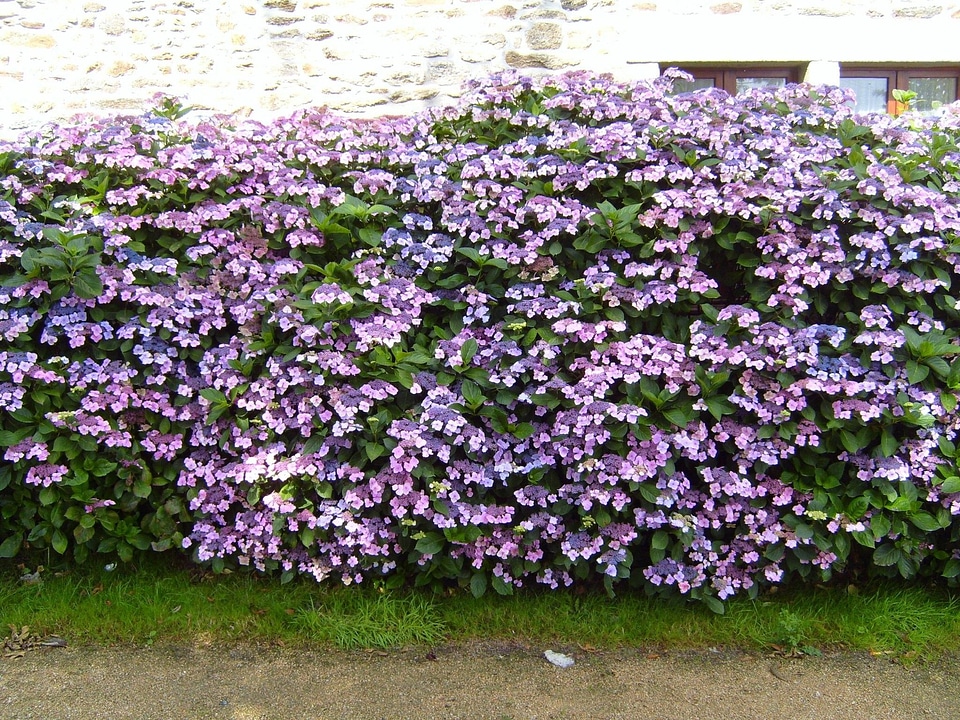 Flowers hedge hydrangea