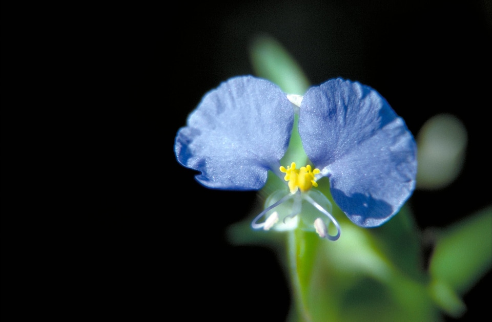 Bloom  