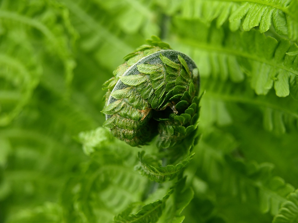 Green plant spring