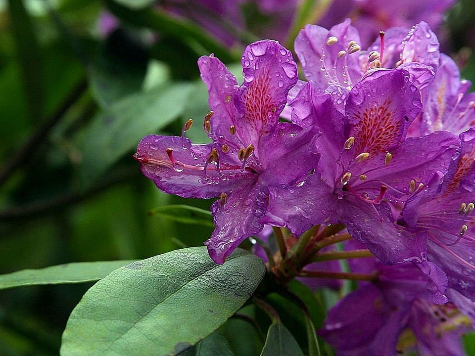 Bloom flowers 