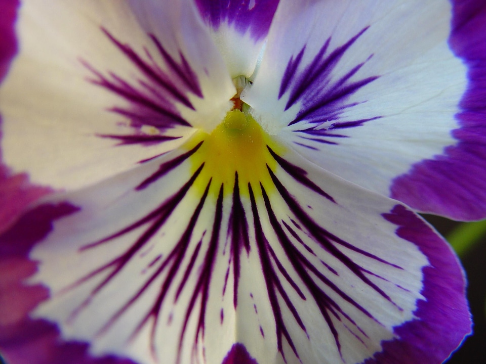 Bloom detail viola