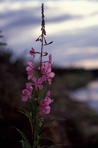 Bloom Chamaenerion angustifolium plant
