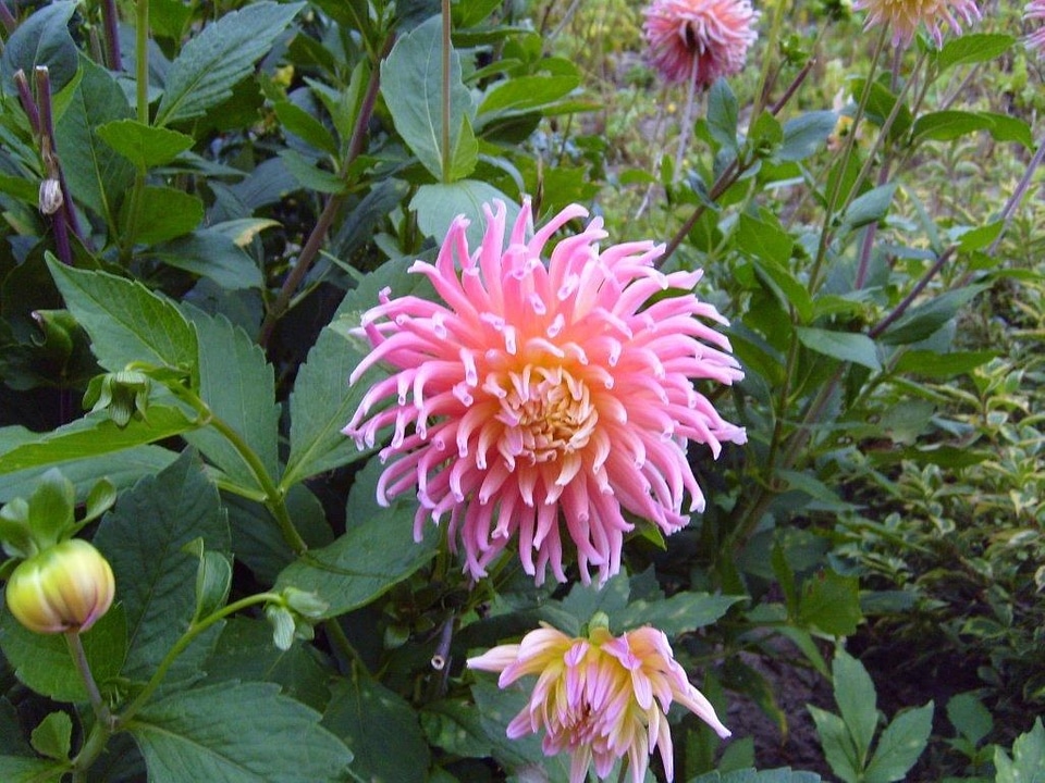 Bloom blossoming flora