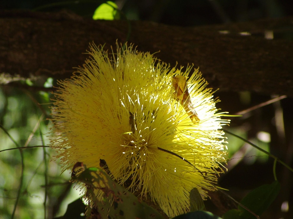 Bloom yellow 