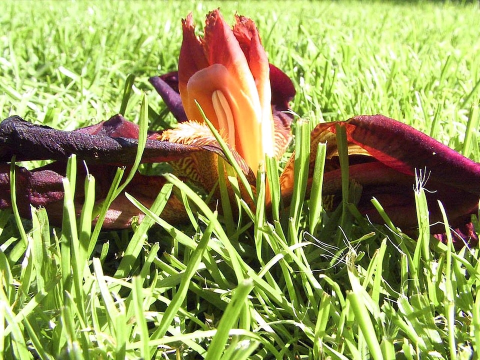 Bloom grass plants 