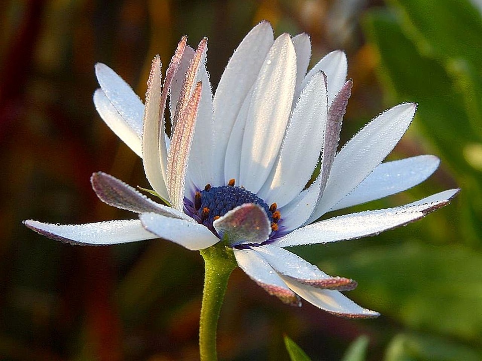 Bloom dawn law