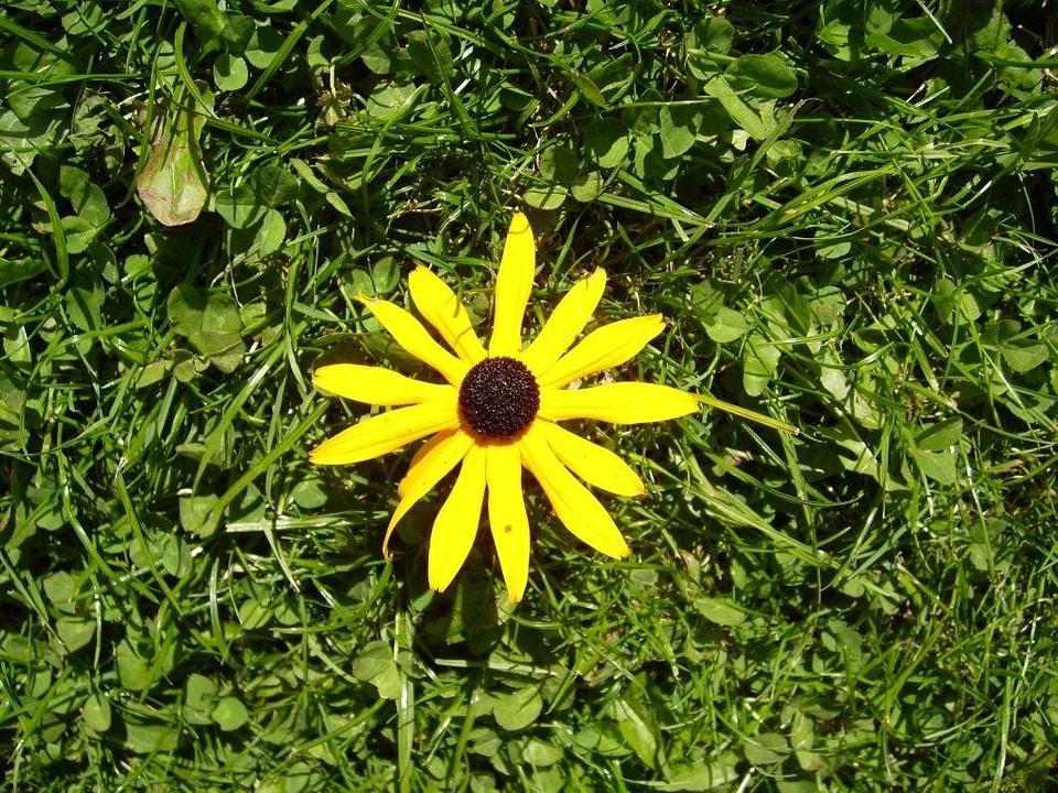 Black black eye bloom