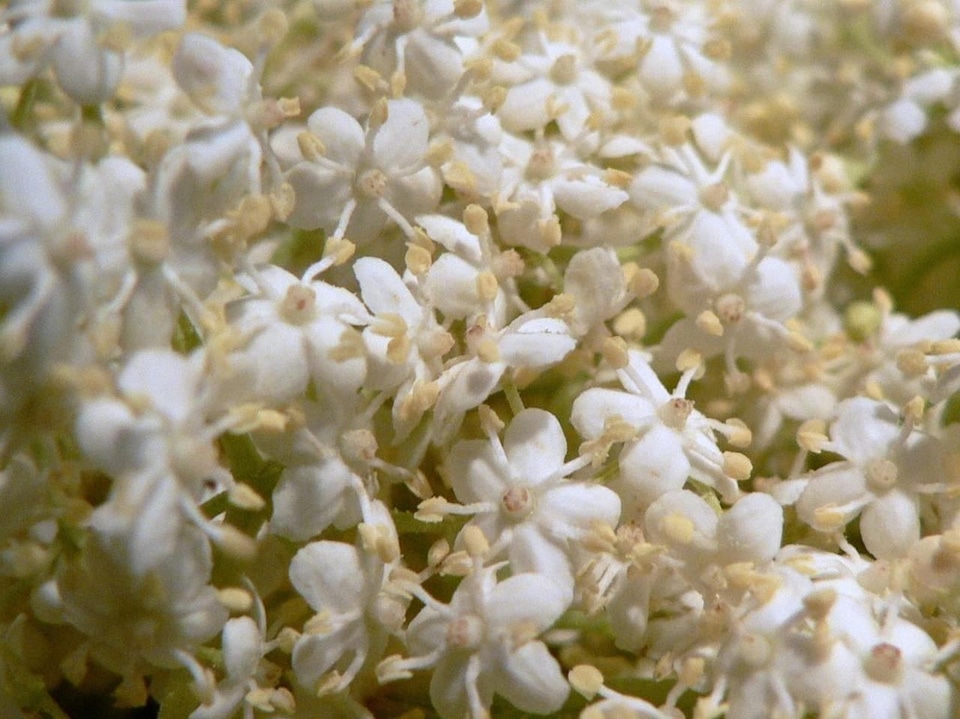 Flowers mayor 