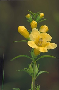 Bloom digital false foxglove