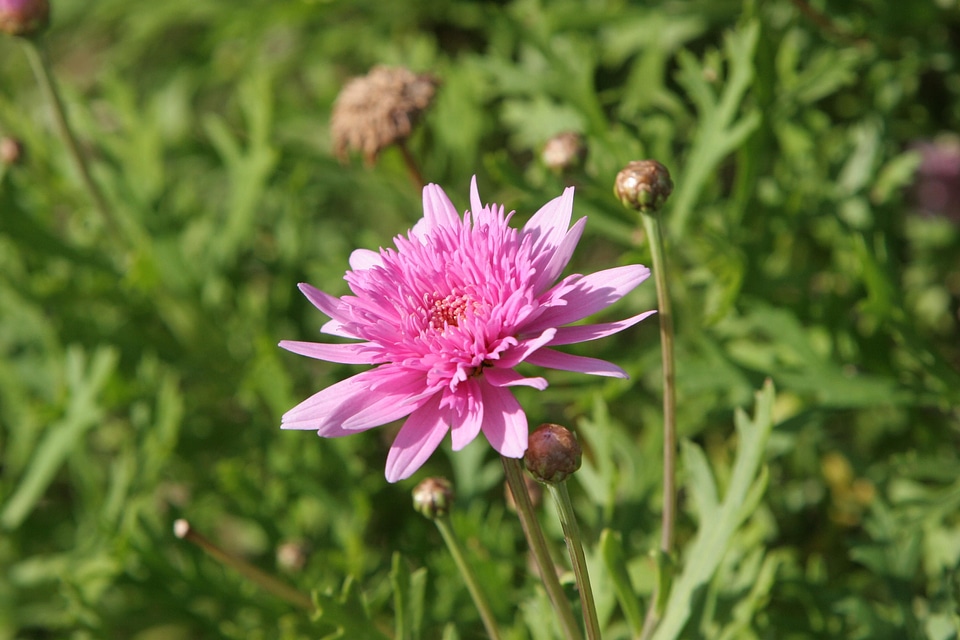 Bearing bloom blossoming photo