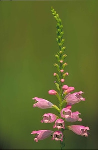 Dragon Head false dragonhead physostegia