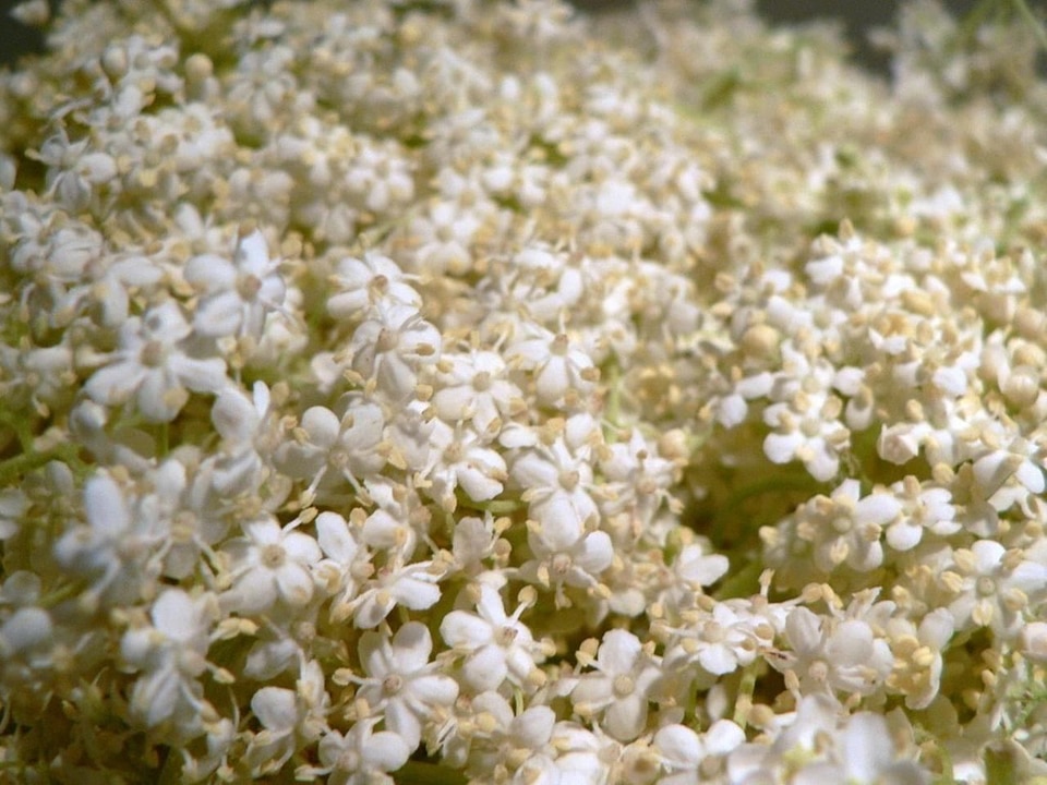 Bloom flowers little