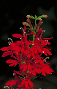 Bloom cardinal Lobelia cardinalis