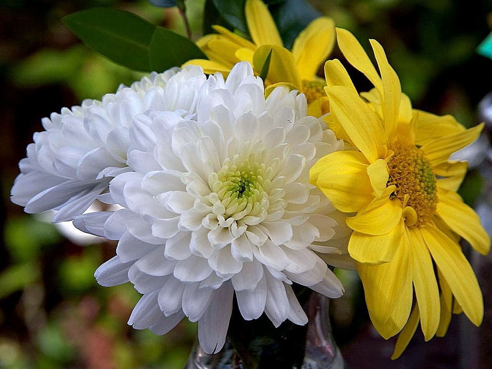 Bloom chrysanthemum 