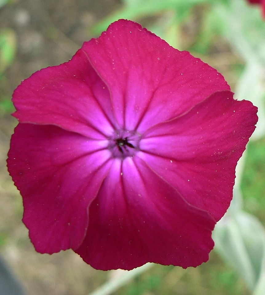 Bloom cerise 