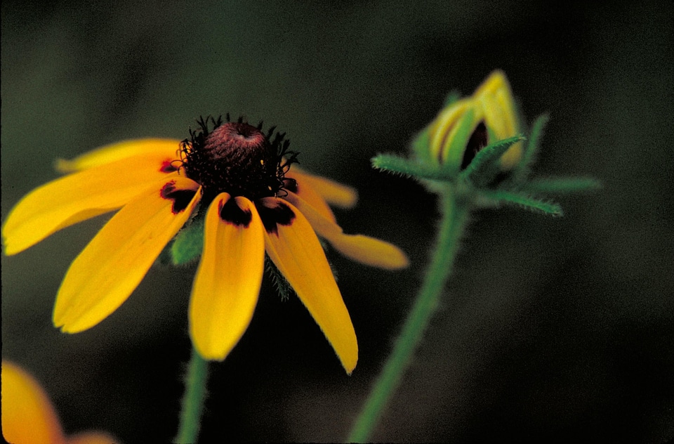Echinacea Heliantheae leaf 