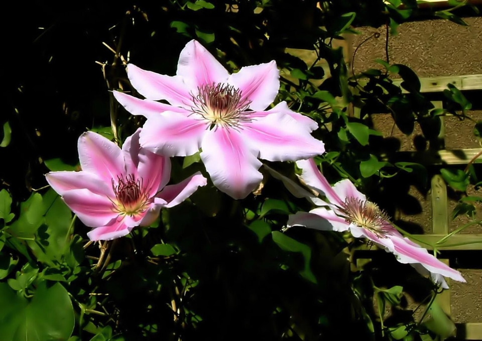 Bloom  