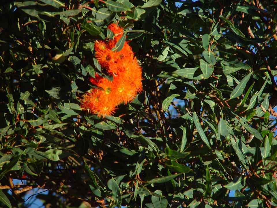 Bloom blossoming orange