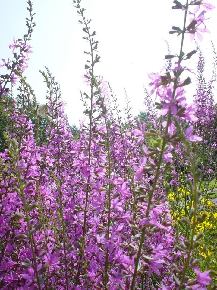 Flowers pink 