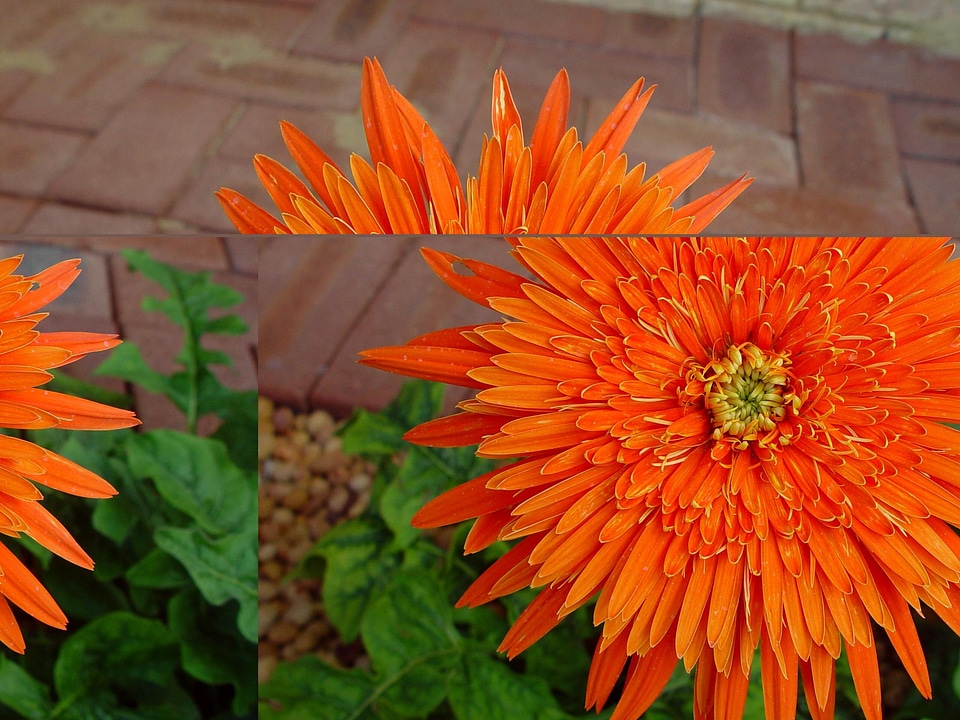Bloom blossoming orange