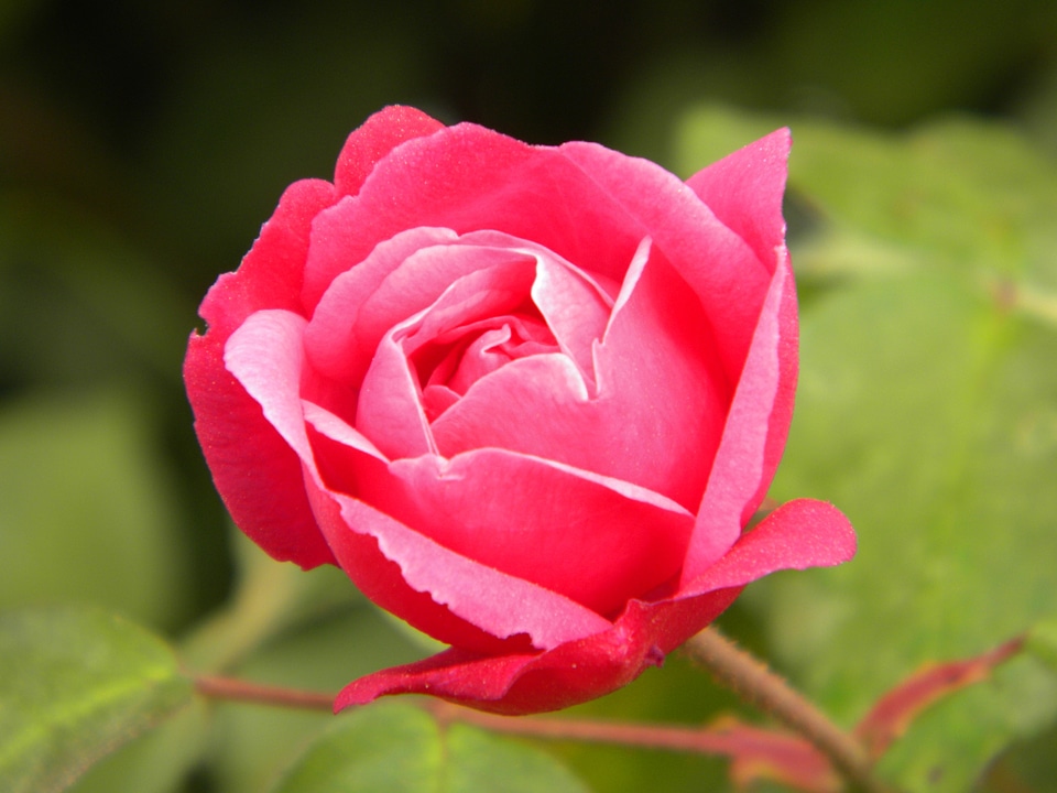 Button flower plant