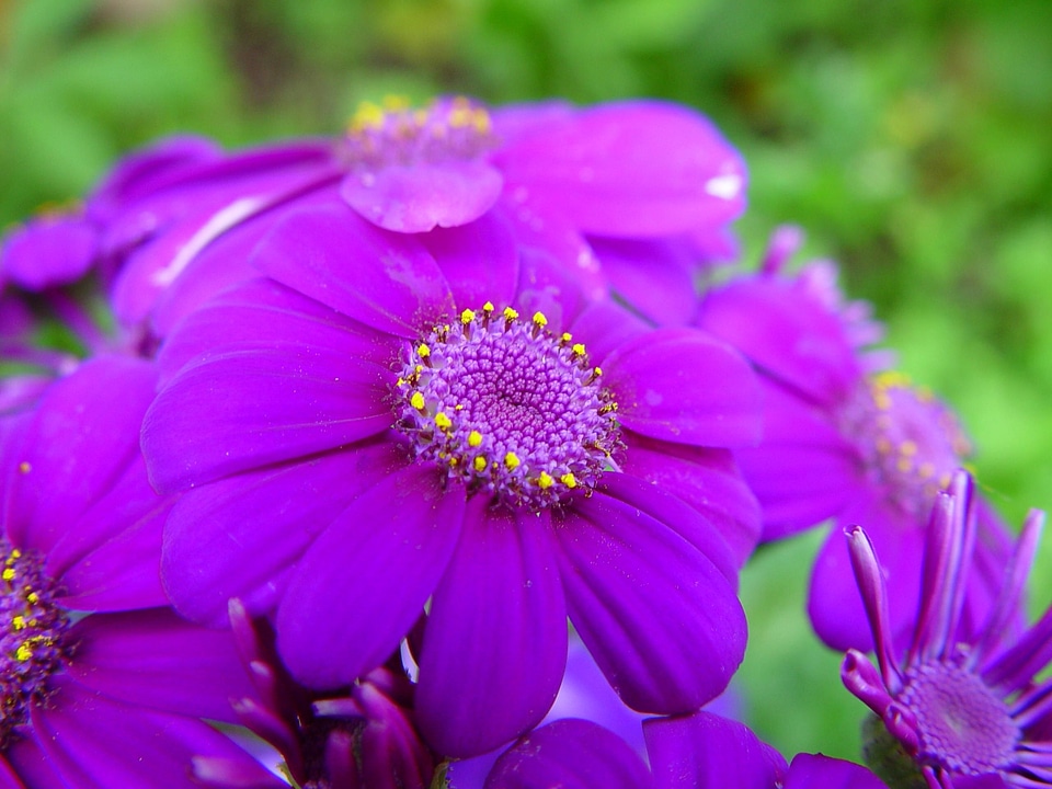 Beautiful Photo bloom flowers