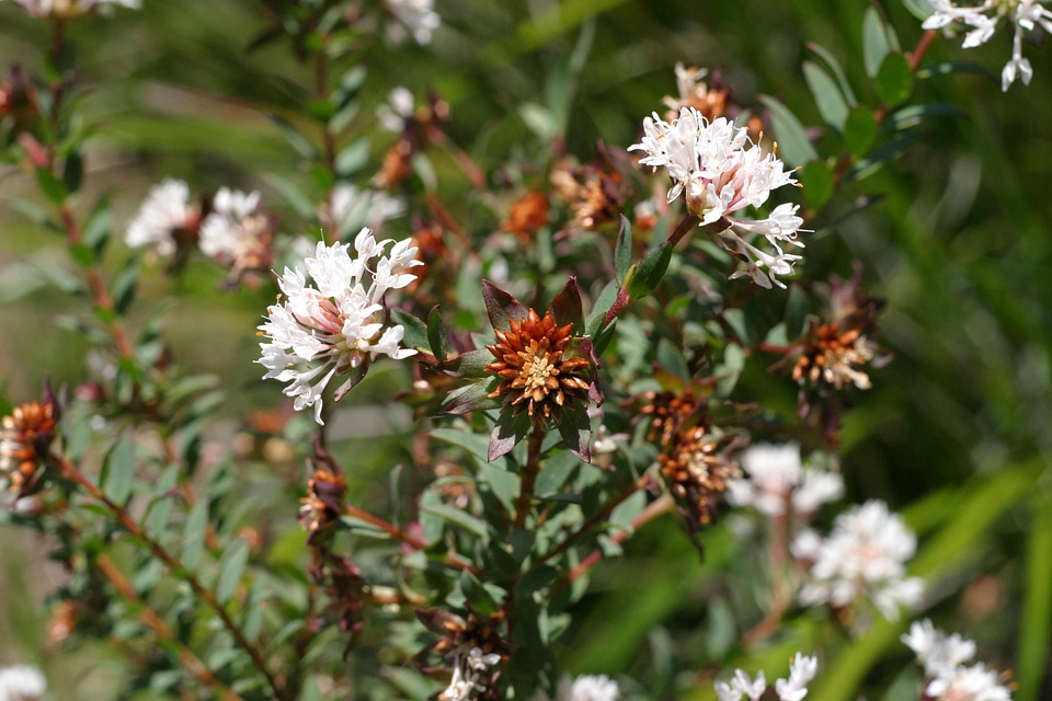 Brown flowers seed