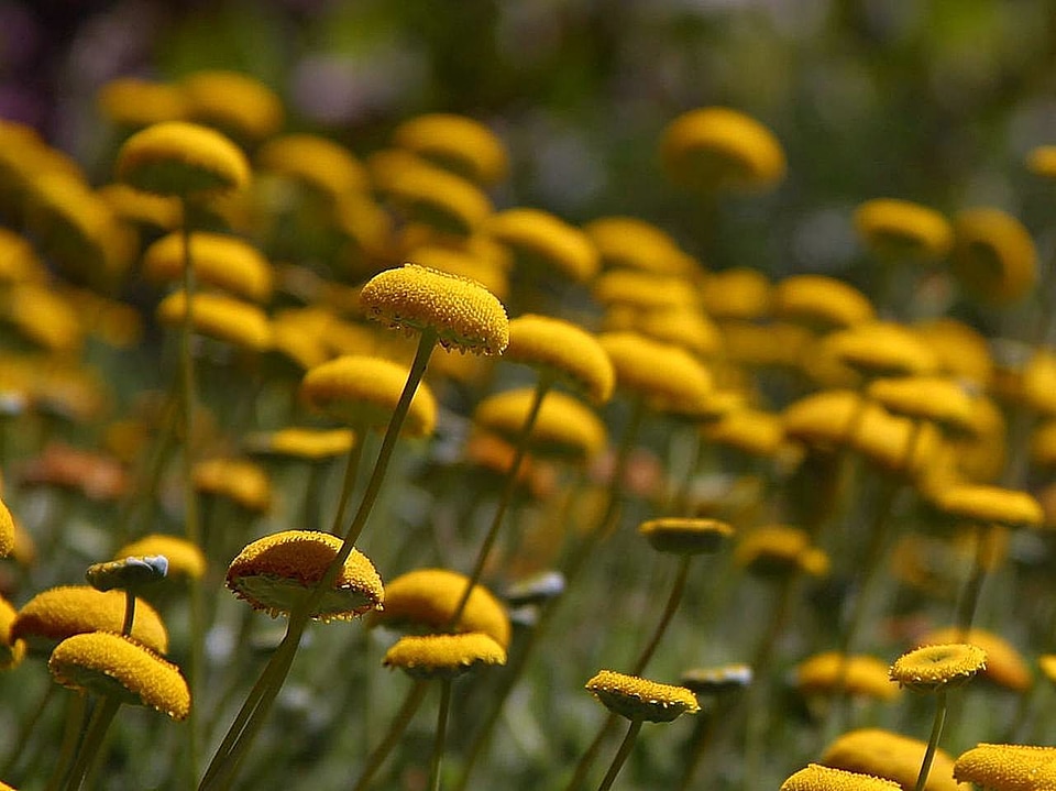 Button flowers yellow