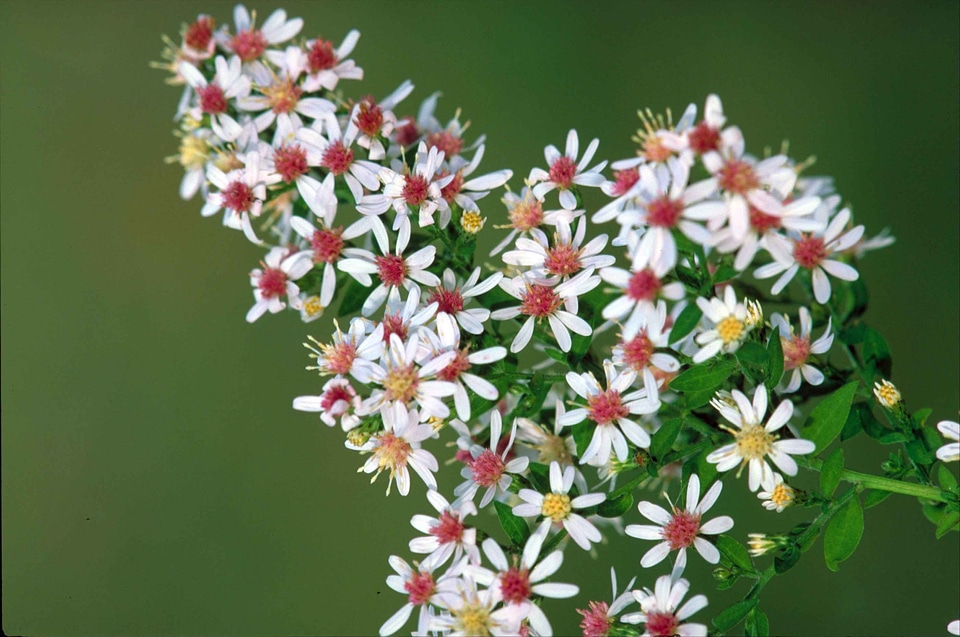 Aster Astereae bloom plant