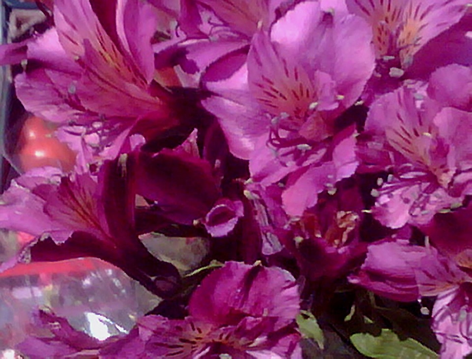 Close close-up flowers