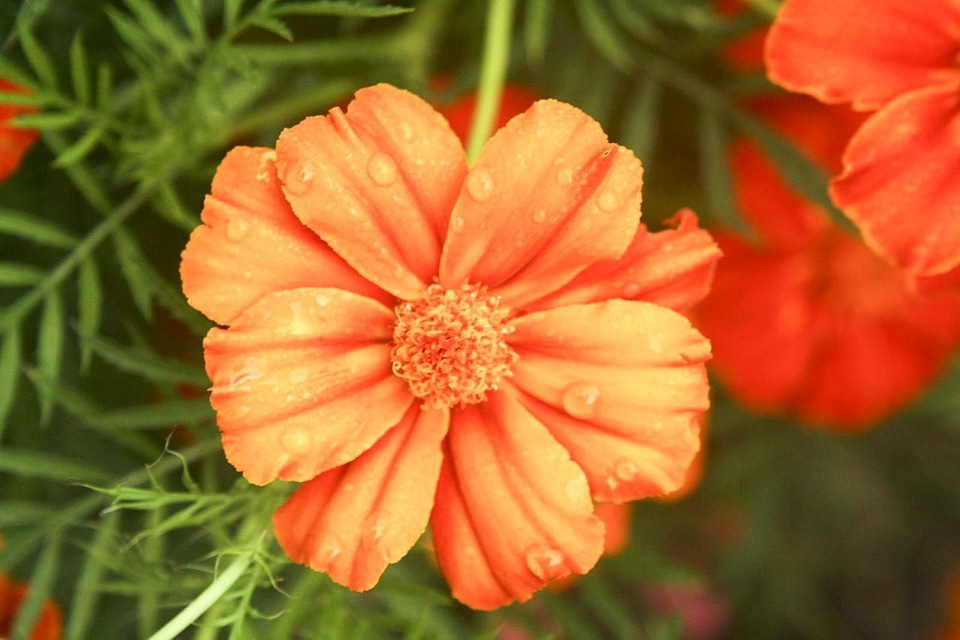 Bloom blossoming close