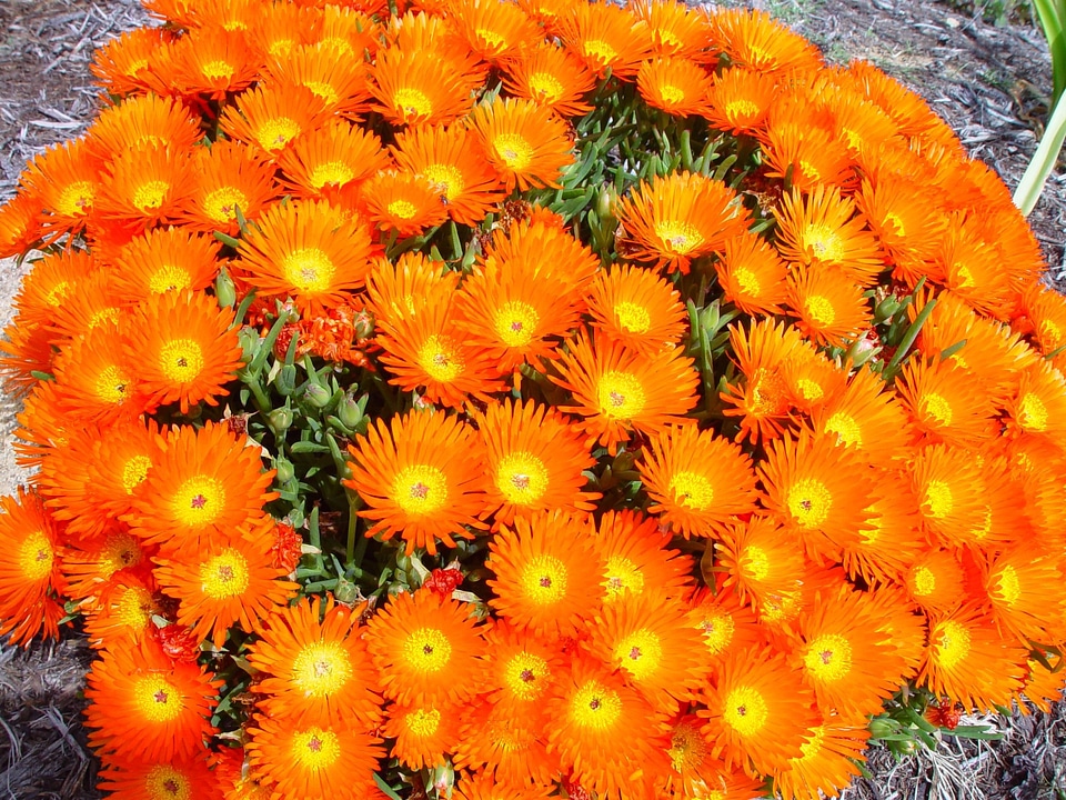 Bloom blossoming flowers