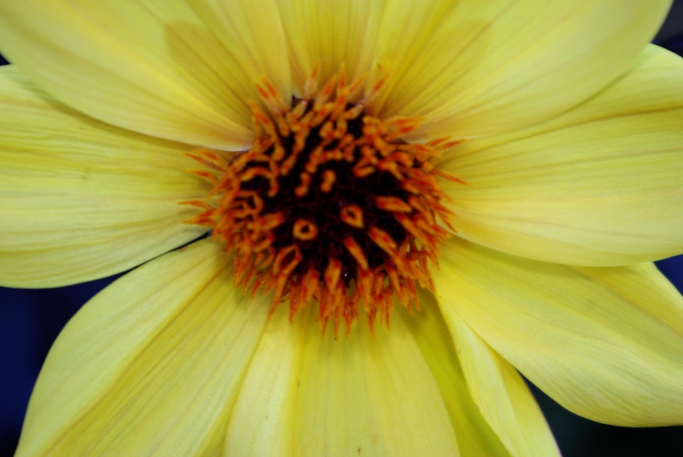 Bloom yellow 