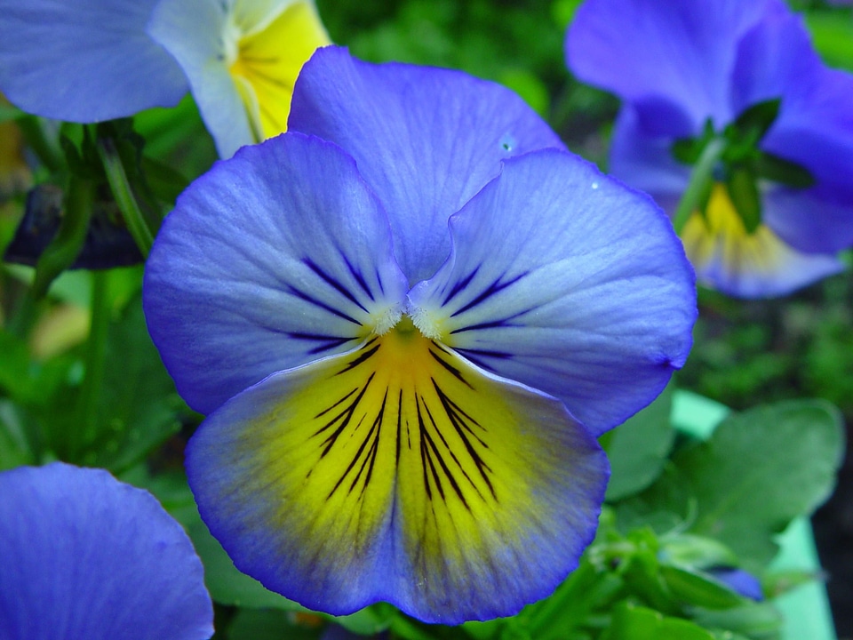 Blue flowers yellow