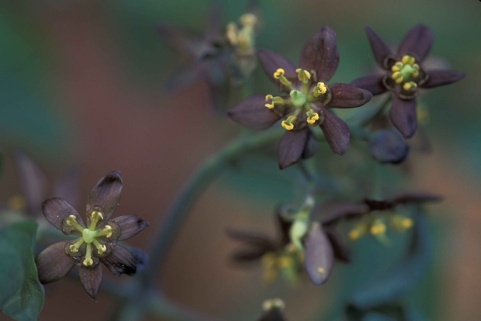 Bloom macro plant