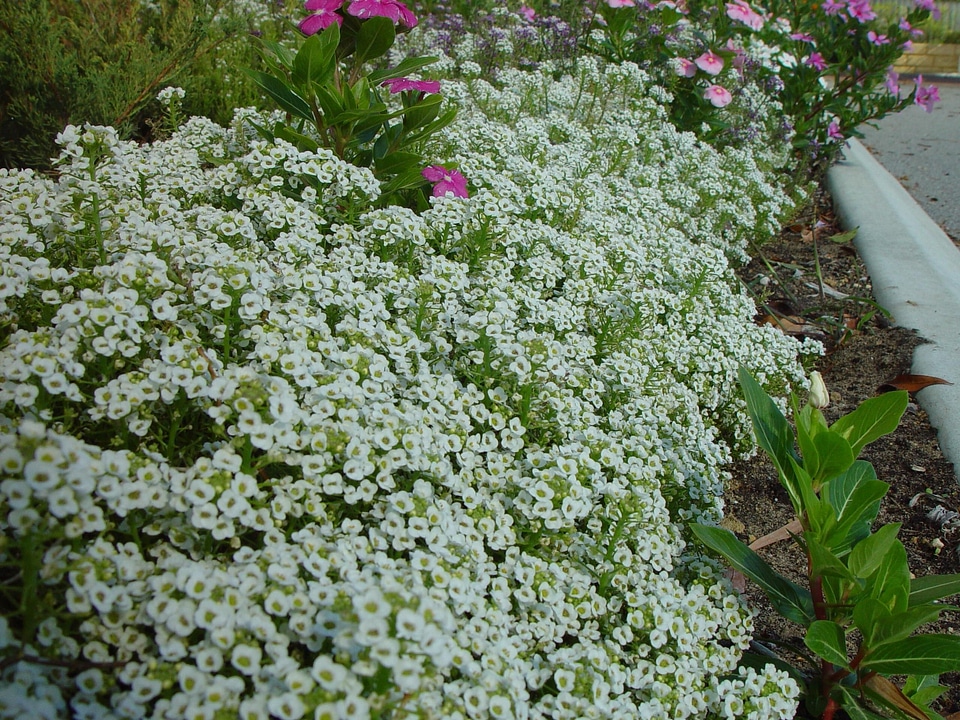 Bank flowers little