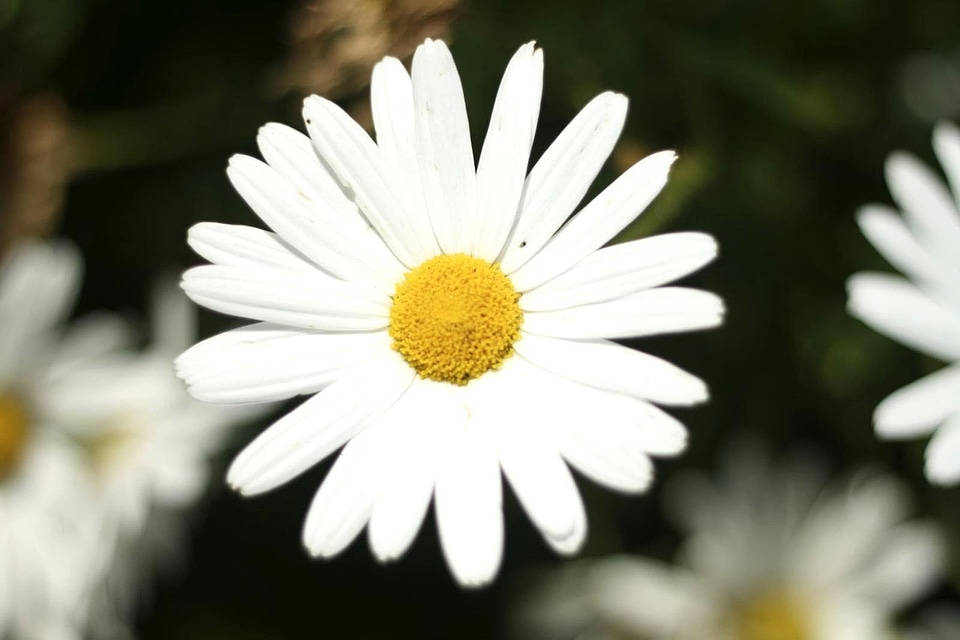 Bloom detailed photo