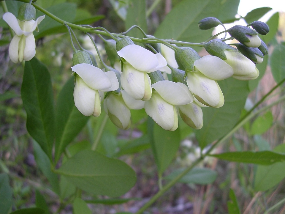 Bloom indigo wild indigo